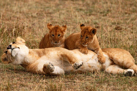 In der Steppe spielen Löwenjungen mit ihrer Mutter.