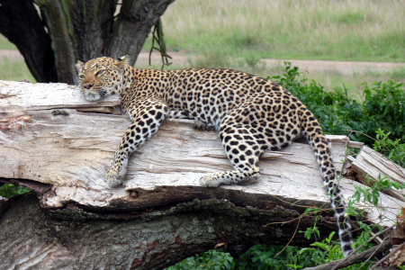 Ein Leopard entspannt sich auf einem Baumstamm.