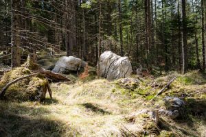 Beim Waldbaden ins Grün eintauchen und neue Kraft aus der Natur schöpfen