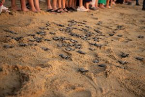 Bild von Meeresschildkröten auf dem Strand