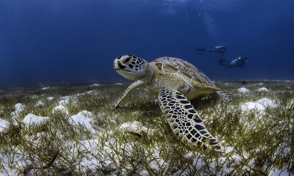 nachhaltiges Resort auf den Malediven © Le Meridien Maldives Resort & Spa