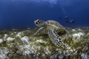 nachhaltiges Resort auf den Malediven © Le Meridien Maldives Resort & Spa