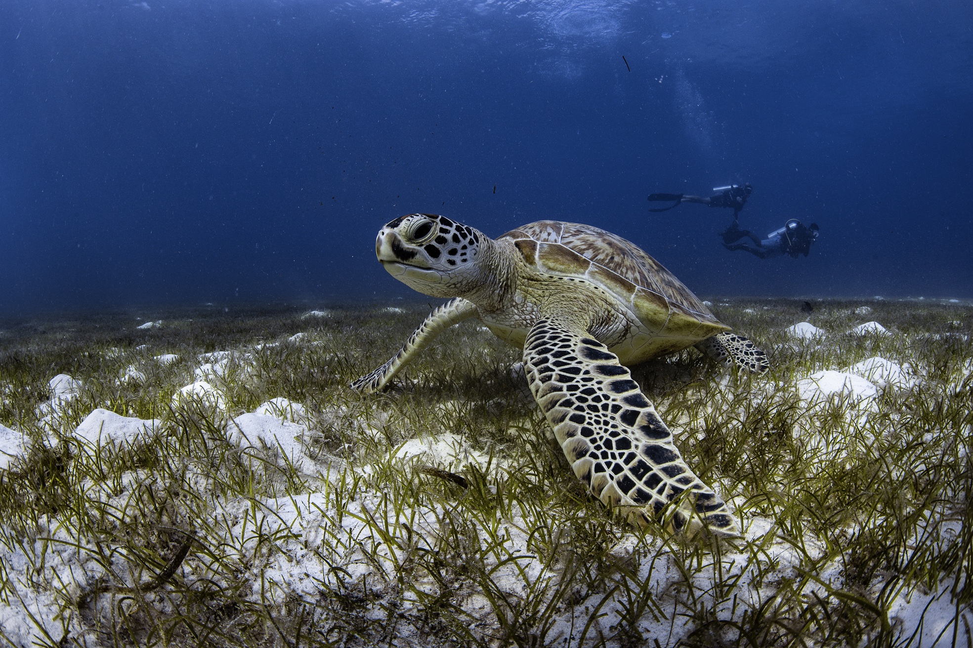 nachhaltiges Resort auf den Malediven © Le Meridien Maldives Resort & Spa