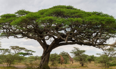 Reisetrends Sommer 2026 © Canva