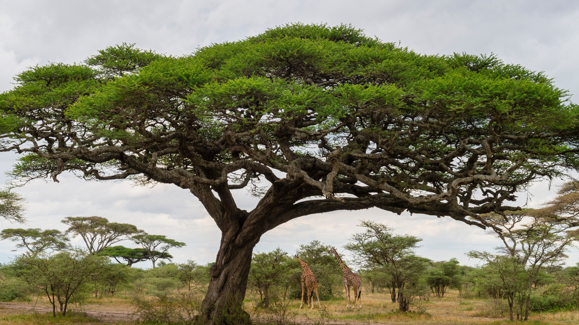 Reisetrends Sommer 2026 © Canva