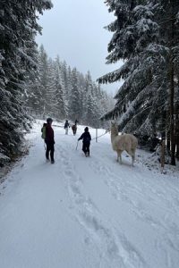 Stille im Winterwald mit ruhigen Tieren