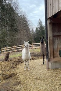 Jedes Lama hat einen Namen, eine Persönlichkeit