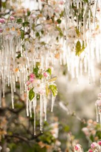 Eisige Blütenpracht