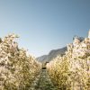 Apfelplantagen in Blüte