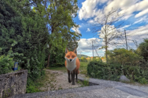 Der Fuchs aus dem Stadtwappen führt Besucher ab Juni durch den neuen AR-Pfad © ARaction GmbH