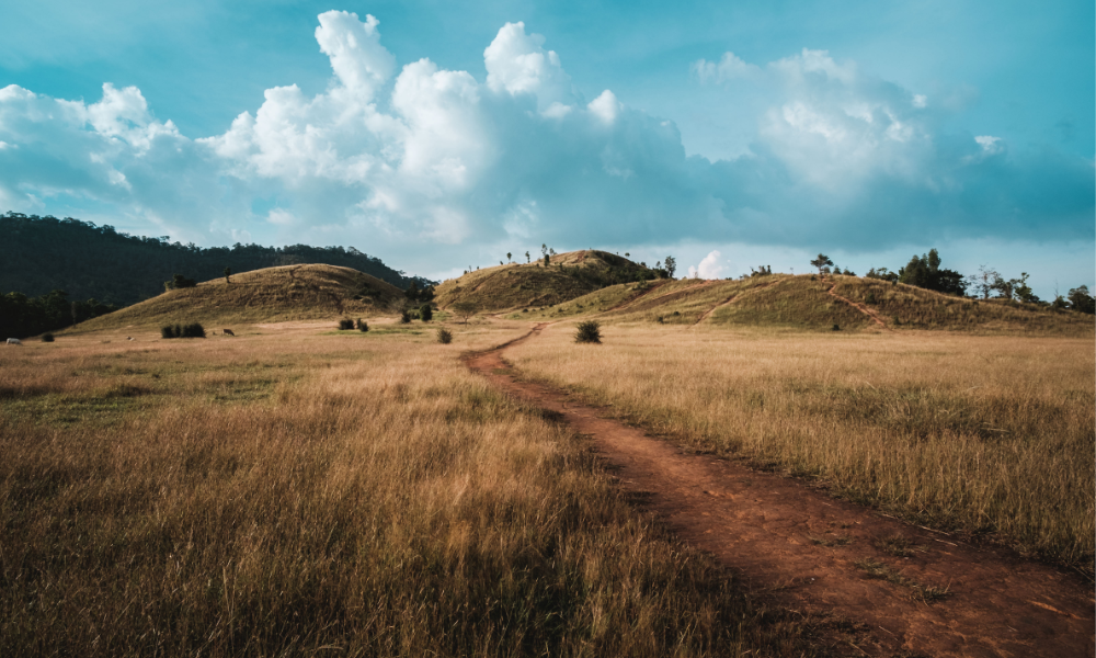Frühling Feld © Canva