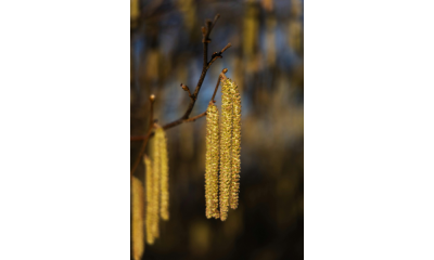 Haselnusskätzchen © Canva