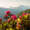 Zwei- Länder Rundwanderweg, alpine Flora © Tourismus Oberstdorf, Eren Karaman
