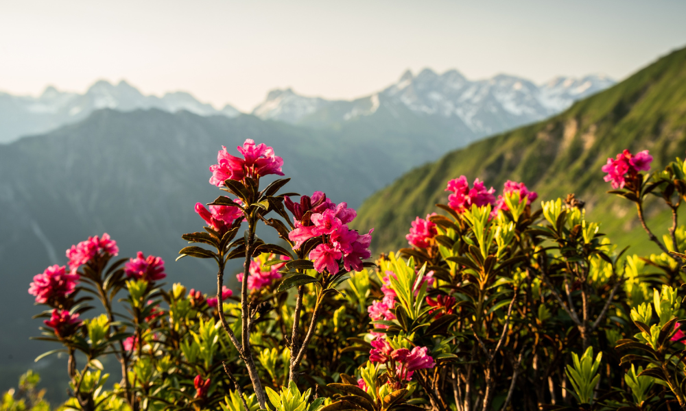 Zwei- Länder Rundwanderweg, alpine Flora © Tourismus Oberstdorf, Eren Karaman