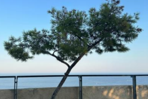 Chalkidiki Natur © Canva