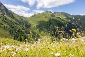 Blumenwiese_MDL