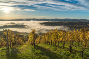 Weinberge Slowenien © Slovensca Turisticna Agecija