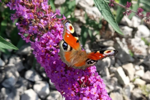 Schmetterling im Garten ©M.Klump