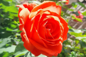 Rose im Garten ©M.Klump