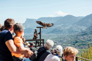 Rund um das Hotel Laurin im Südtiroler Dorf Tirol genießen Familien gemeinsame Zeit, etwa bei einer Greifvogel-Flugschau ©Thomas Roetting