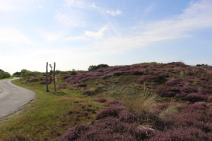 Heidelandschaft auf Wangerooge ©Kurverwaltung Wangerooge
