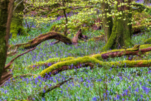 Tourism Ireland_Slieve Gullion Forest co armagh ©Gareth Wray