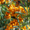 Die_orangenen_Beeren_des_Sanddorns.png