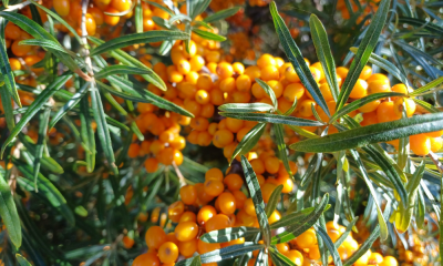 Die_orangenen_Beeren_des_Sanddorns.png