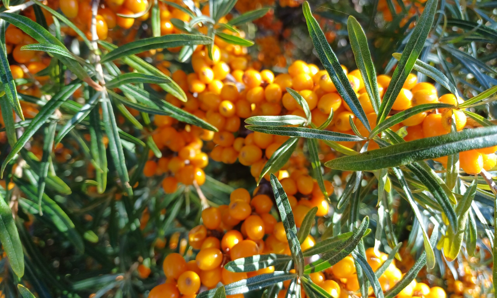 Die_orangenen_Beeren_des_Sanddorns.png