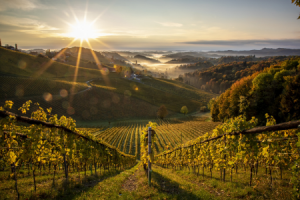 herbstliche_stimmung_ueber_den_weinbergen.png