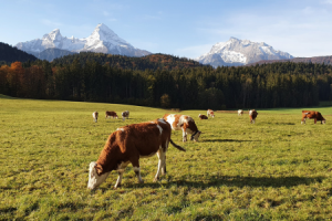 Kuhweide mit Blick auf den Watzmann ©Bergerlebnis Berchtesgaden