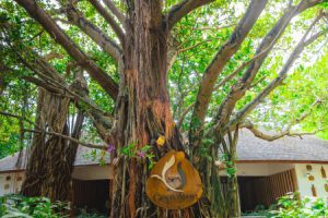 Machchafushi_Island_Resort_Spa_Maldives_banyanbaum.png