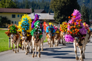 Almabtrieb_in_Brixen_im_Thale.png