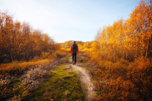 Wanderweg_durch_die_goldgelbe_Dünenlandschaft.png