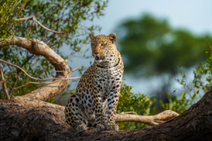 Leoparden.png