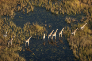 Giraffen.png