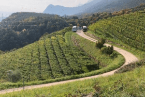 Mit_dem_Bulli_durch_die_Weinberge.png